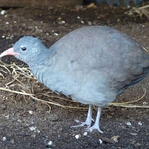 Tataupa tinamou