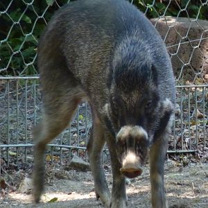 Visayan warty pig (Sus cebifrons negrinus)