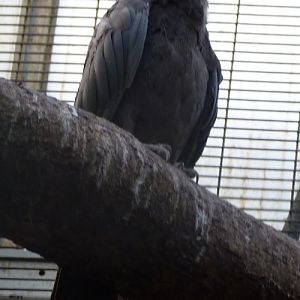 Greater vasa parrot, or just vasa parrot