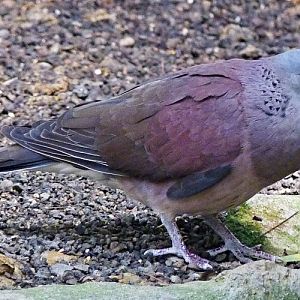 Madagascar turtle dove (Streptopelia picturata)