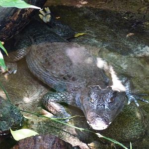 Yacare caiman (Caiman yacare)
