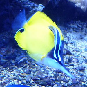 Cleaner wrasse cleaning a butterflyfish