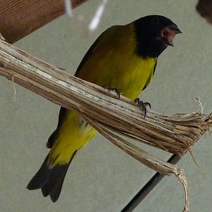 Carduelis magellanica