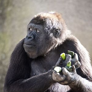 Western gorilla 'Mjukuu'