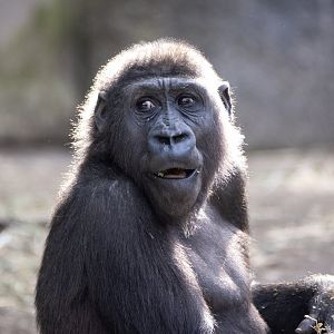 Western gorilla 'Fabumi'