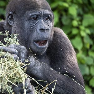 Western gorilla 'Mwamba'