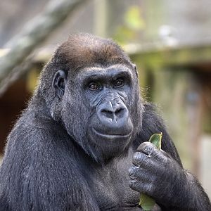 Western gorilla 'Johari'