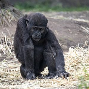 Western gorilla 'Fikiri'
