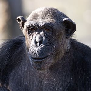 Chimpanzee 'Sile'