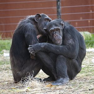 Chimpanzees 'Charli' and 'Jerry'