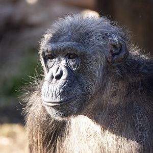 Chimpanzee 'Babsi'