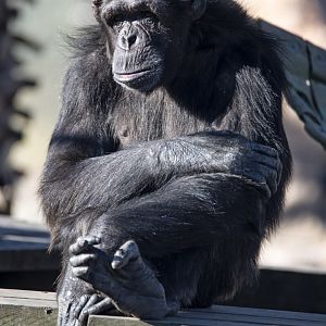 Chimpanzee 'Timmy'