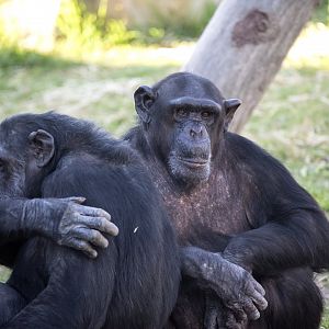 Chimpanzees 'Charli', 'Jerry' and 'Mary'