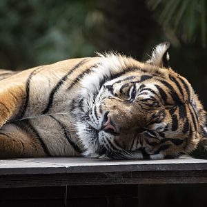 Sumatran tiger