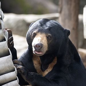 Sun bear 'Mary'