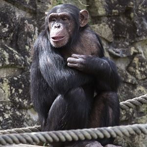 Chimpanzee 'Sudi'