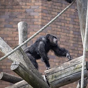 Chimpanzee 'Sule'