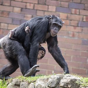 Chimpanzees 'Naomi' and 'Niambi'