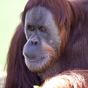 Sumatran orangutan 'Maimunah'