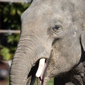 Asian elephant 'Ashoka'