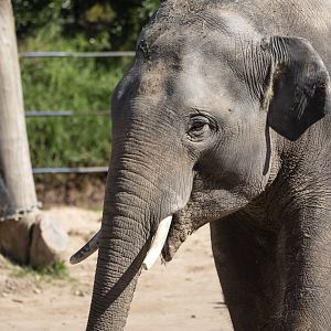 Asian elephant 'Kavi'