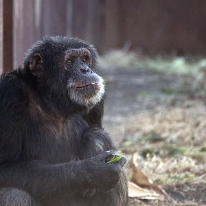 Chimpanzee 'Maike'