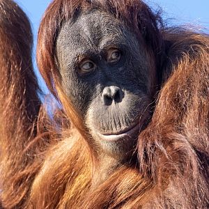 Sumatran orangutan 'Dewi'