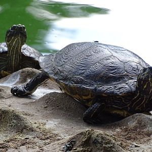 Turtles @ Zoo Duisburg