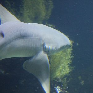 Tawny Nurse Shark