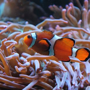 Clownfish