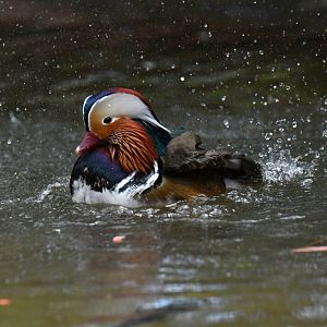 Mandarin Duck Aix galericulata