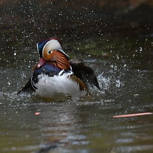 Mandarin Duck Aix galericulata
