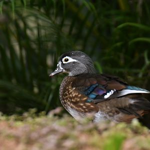 Wood Duck Aix sponsa