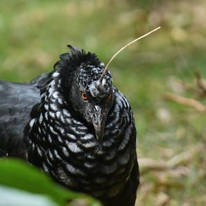 Horned Screamer Anhima cornuta