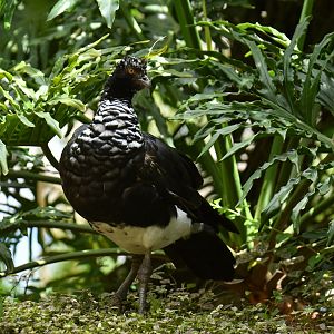 Horned Screamer Anhima cornuta