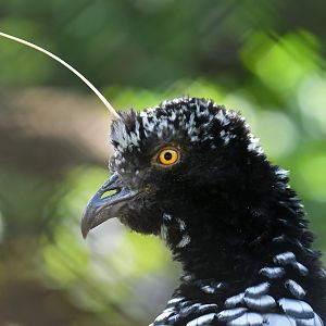 Horned Screamer Anhima cornuta