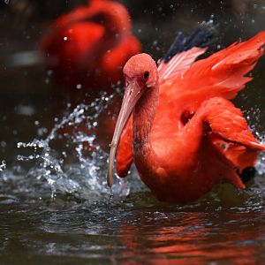 Scarlet ibis (Eudocimus ruber)