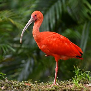 Scarlet ibis (Eudocimus ruber)