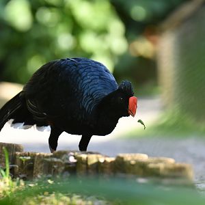 Razor-billed Curassow Mitu tuberosum