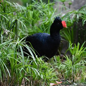 Razor-billed Curassow Mitu tuberosum