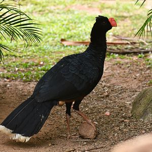 Razor-billed Curassow Mitu tuberosum