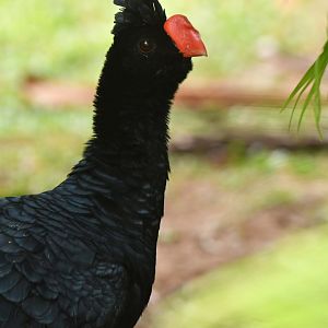 Razor-billed Curassow Mitu tuberosum