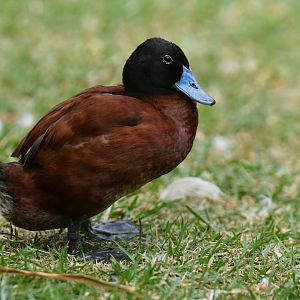 Lake Duck Oxyura vittata