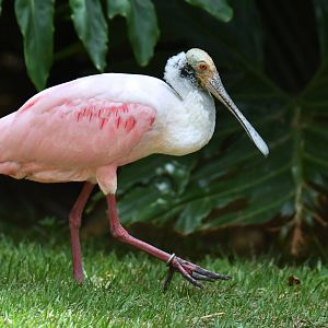 Roseate Spoonbill Platalea ajaja