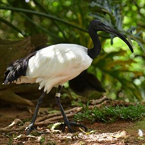 Sacred Ibis Threskiornis aethiopicus