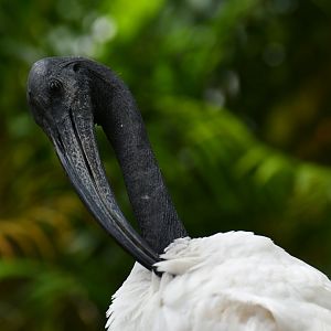 Sacred Ibis Threskiornis aethiopicus