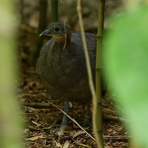 Solitary Tinamou Tinamus solitarius