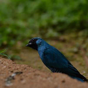 Swallow Tanager Tersina viridis
