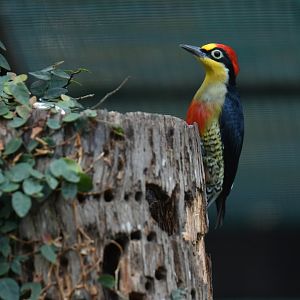 Yellow-fronted Woodpecker Melanerpes flavifrons