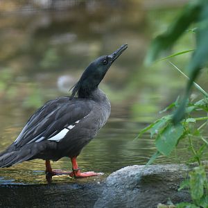 Brazilian Merganser Mergus octosetaceus